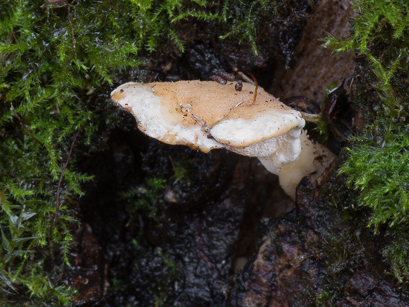 Loweomyces fractipes